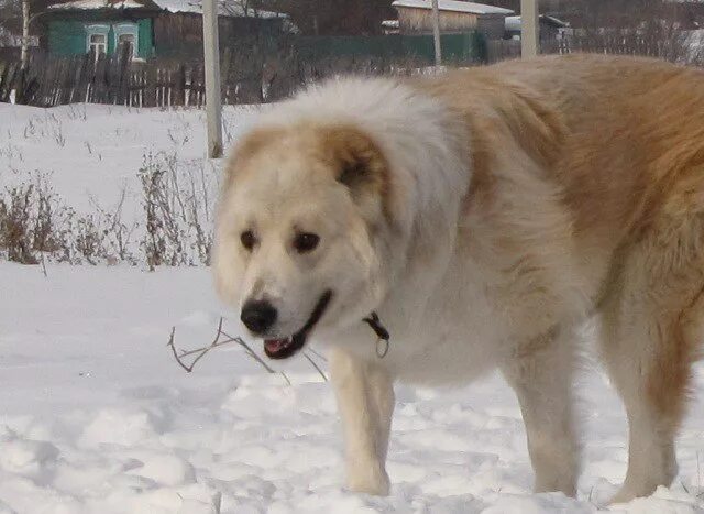 алабай лапы