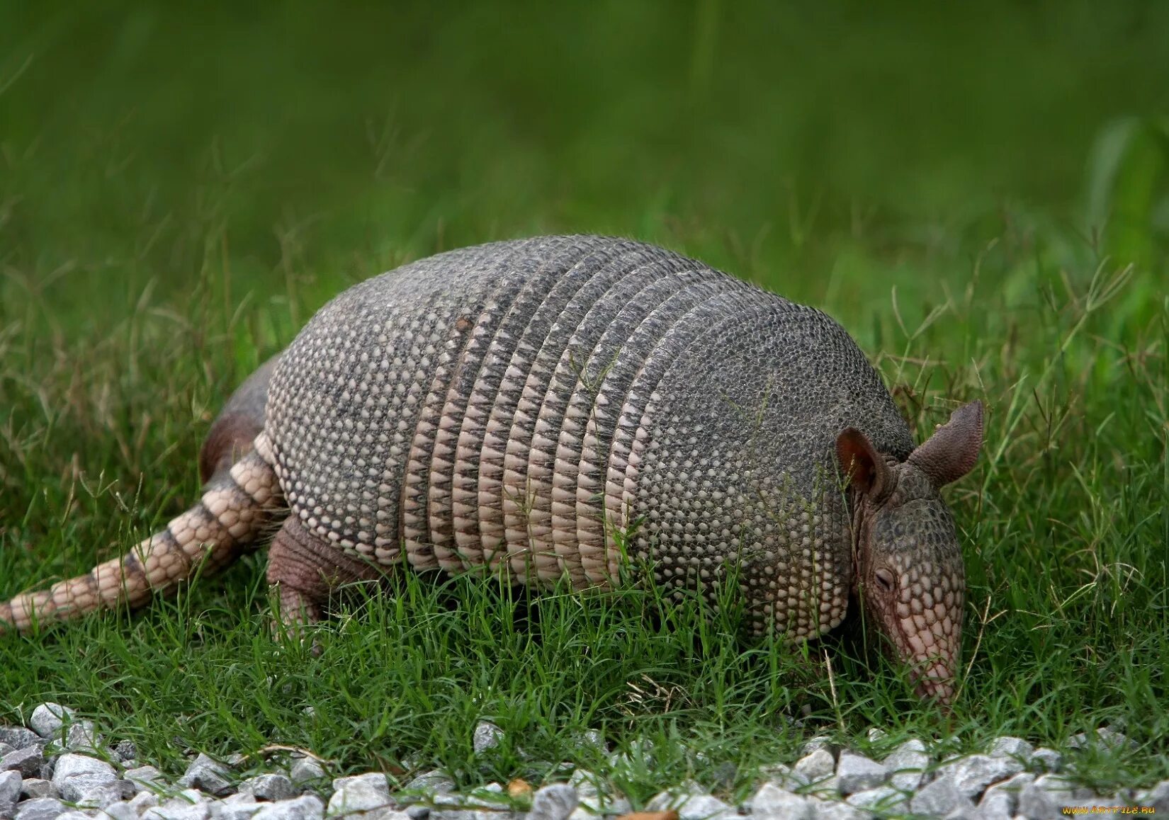 Трехпоясный броненосец. Dasypus novemcinctus. Плащеносный броненосец. Броненосец южной америки животное. Сумчатый броненосец.