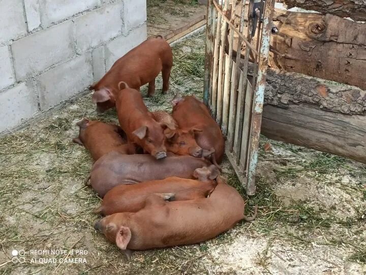 Порода дюрок купить. Дюрок и Вьетнамская помесь.