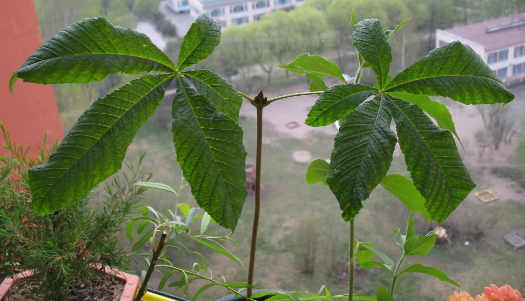 Soxta kashtan o'simligi. Каштан конский дерево. Конский каштан обыкновенный aesculus hippocastanum. Подкормка каштана. Каштан орех съедобный.