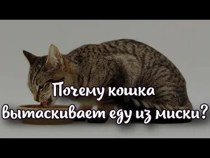 Почему кот вкусно пахнет