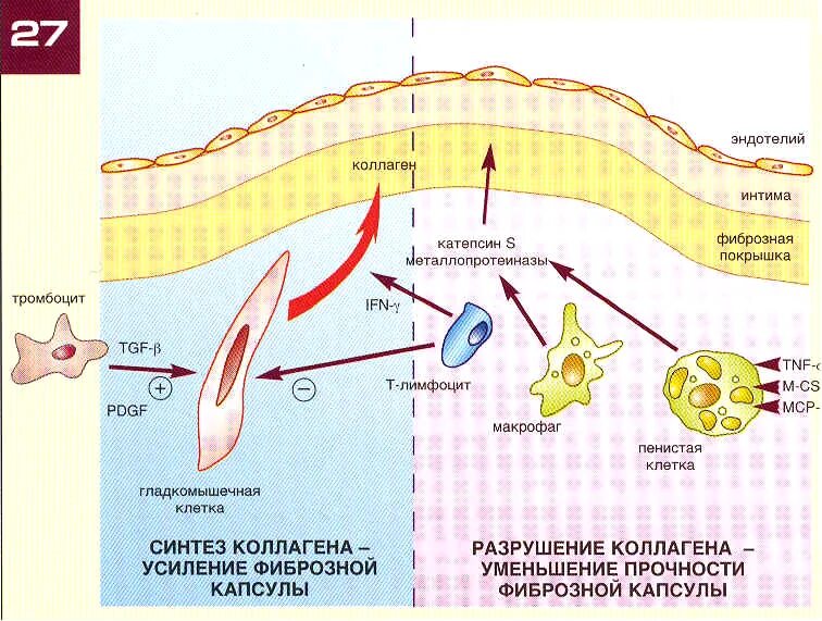 Нарушение коллагена. Схема этапов синтеза коллагена. Схема образования коллагена. Синтез коллагена схема. Образование коллагеновых волокон схема.