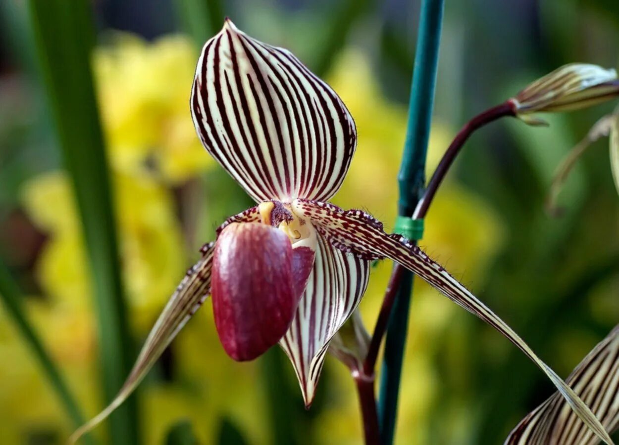 Орхидея Ротшильда Paphiopedilum. Пафиопедилум Венерин башмачок Орхидея. Цветок Пафиопедилум Ротшильда. Башмачок Ротшильда Орхидея. Золото кинабалу