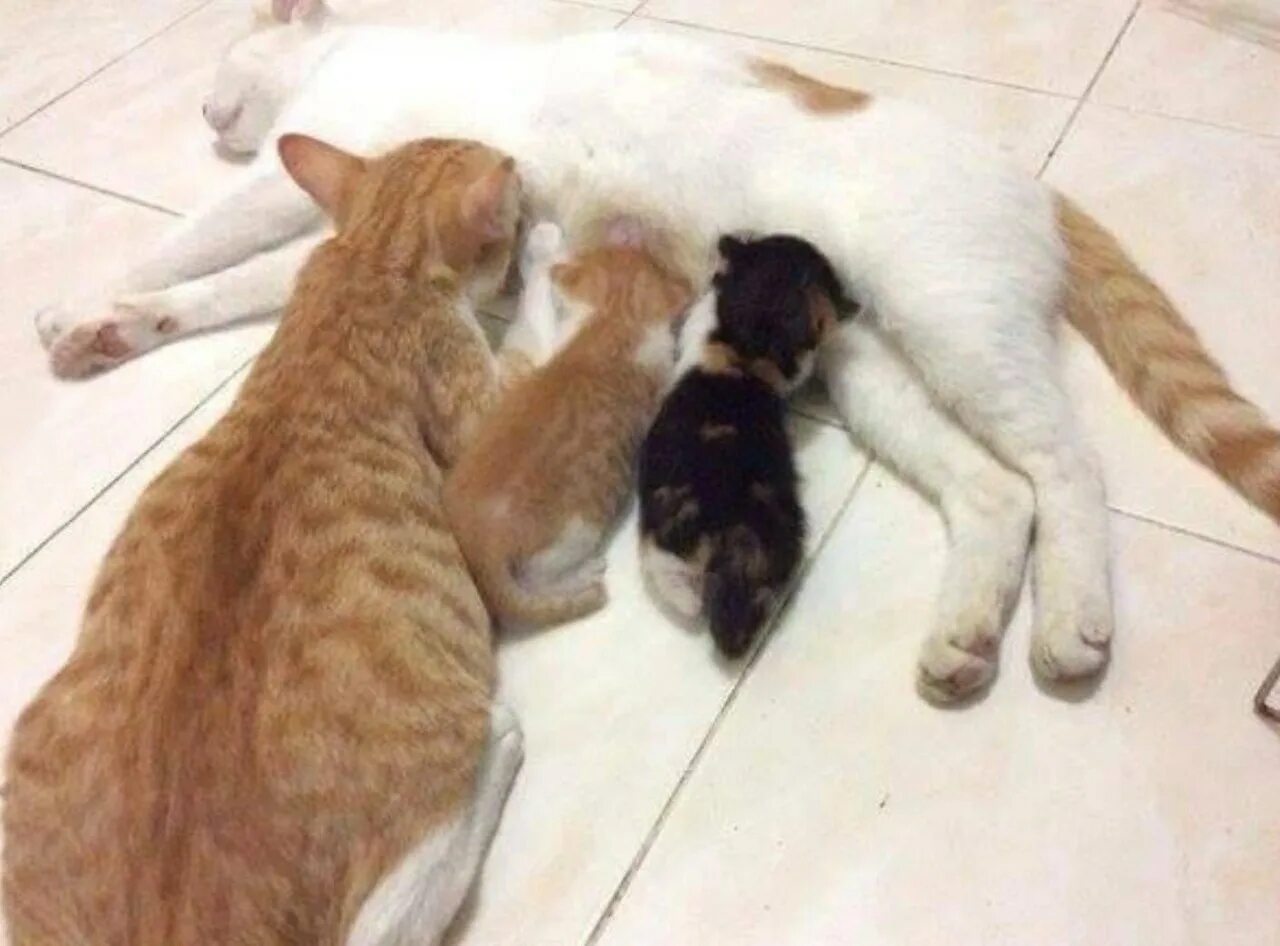 Сижу живу