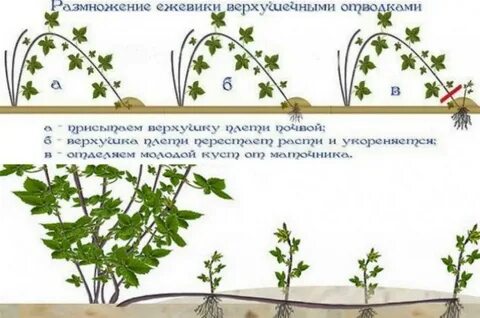 Ежевика обрезка летом