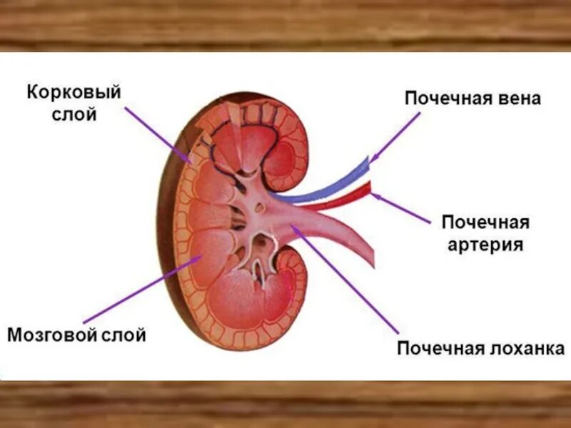 Что значит лоханка расширена. Строение почки почечная лоханка. Лоханка почки анатомия. Почечная лоханка строение и функции. Лоханка почка анатомия строение.