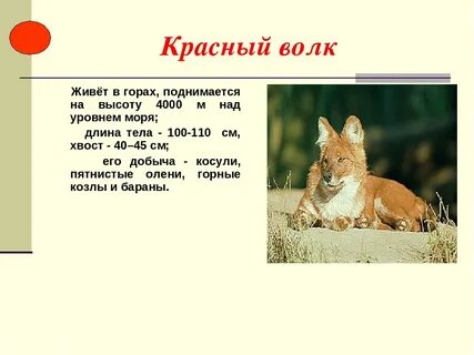Красный волк красная книга доклад 2 класс