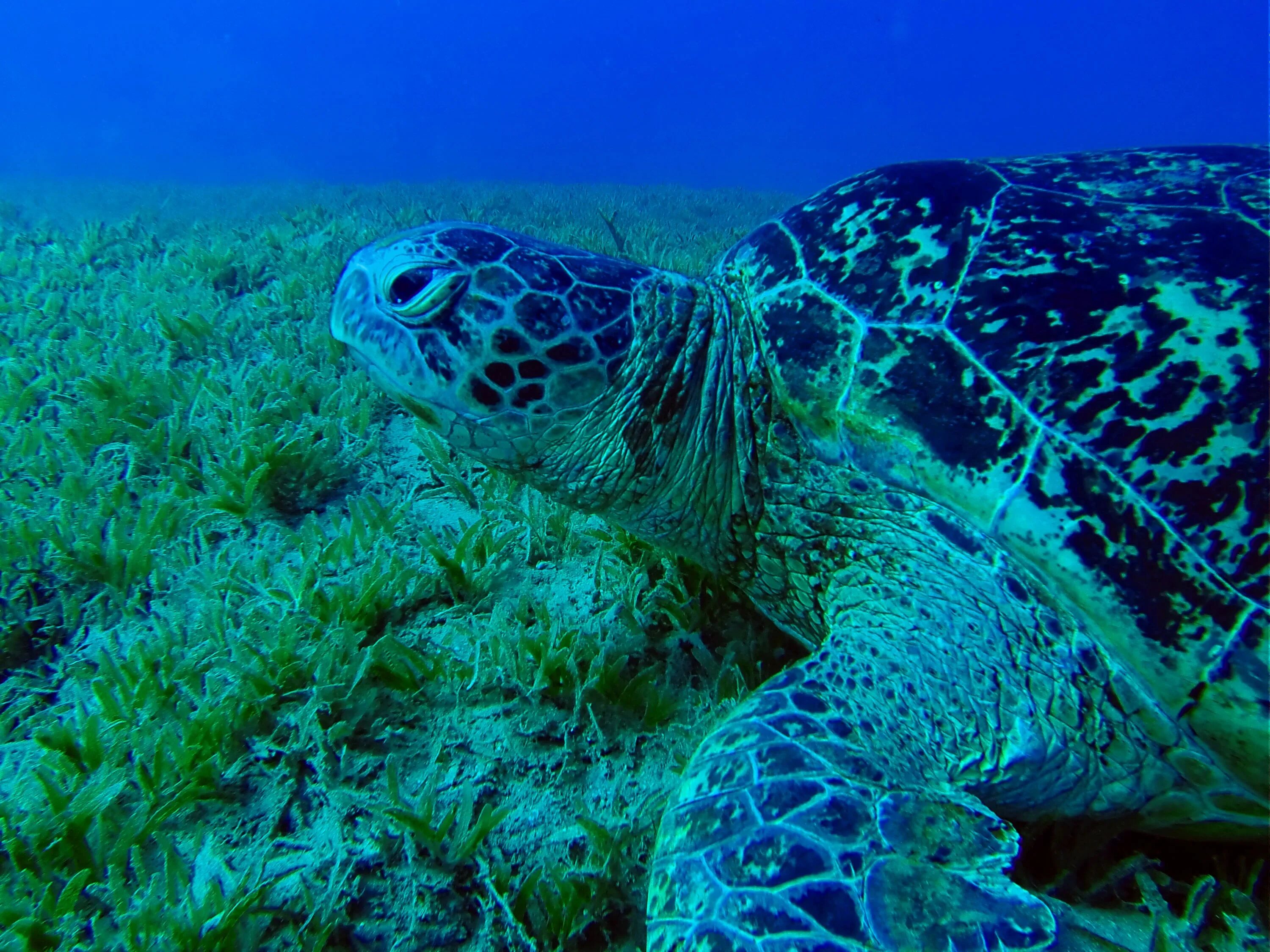 Морская черепаха логгерхед. Хоксбильская морская черепаха. Черепаха Каретта (логгерхед). Черепаший риф Мальдивы. Морские черепахи дома