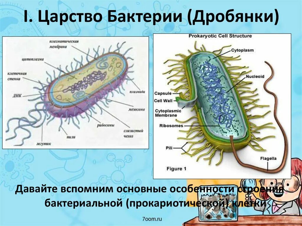 Царство бактерий строение