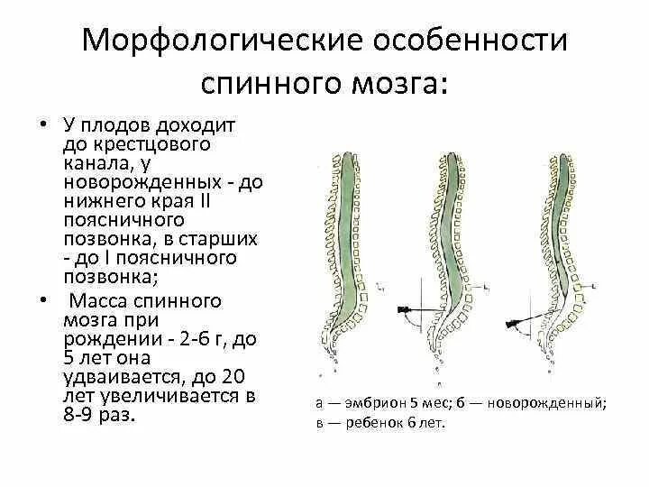 Уровень окончания спинного мозга у ребенка первого года жизни. Развитие спинного мозга схема. Какому возрасту соответствует развитие спинного мозга. Особенности спинного мозга новорожденного.