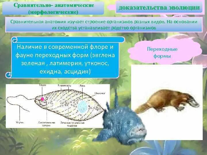 Тип органов тип доказательств эволюции форма эволюции. Переходные формы сравнительно-анатомические доказательства. переходные формы утконоса. наличие в современной флоре и фауне переходных форм. сравнительная морфология доказательства.