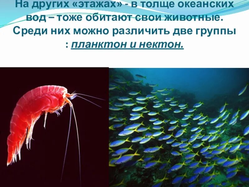 Обитание в толще воды. Планктон в толще воды. Кто обитает в толще воды. Организмы обитающие в толще воды. Животные обитающие в толще воды.