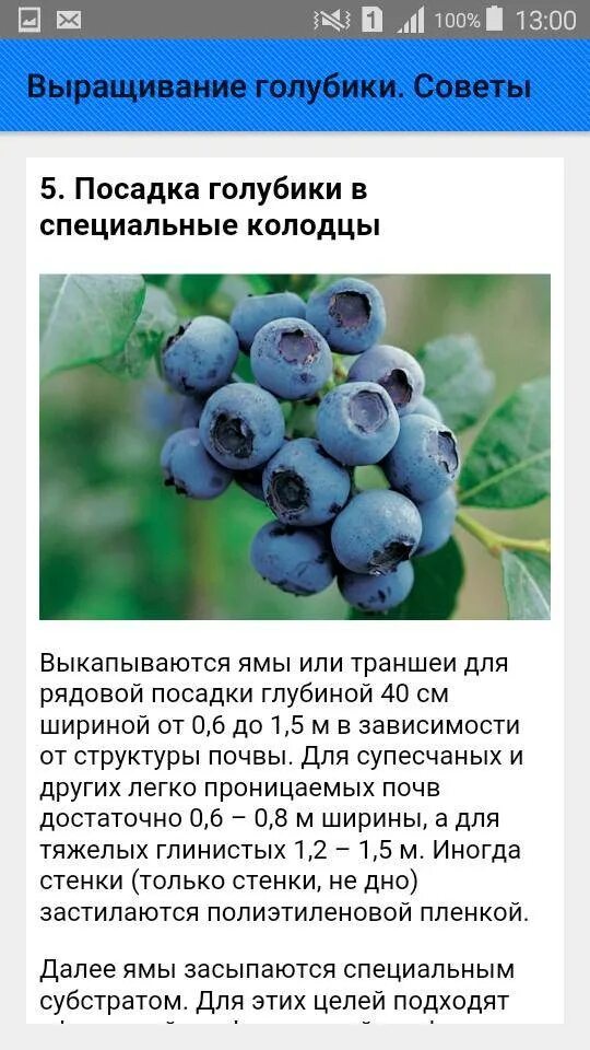Голубика какой сорт сажать. Голубика высокорослая элизабет описание. голубика сорта ( возделывания ). куст голубика элизабет описание сорта. голубика сорт спартан.