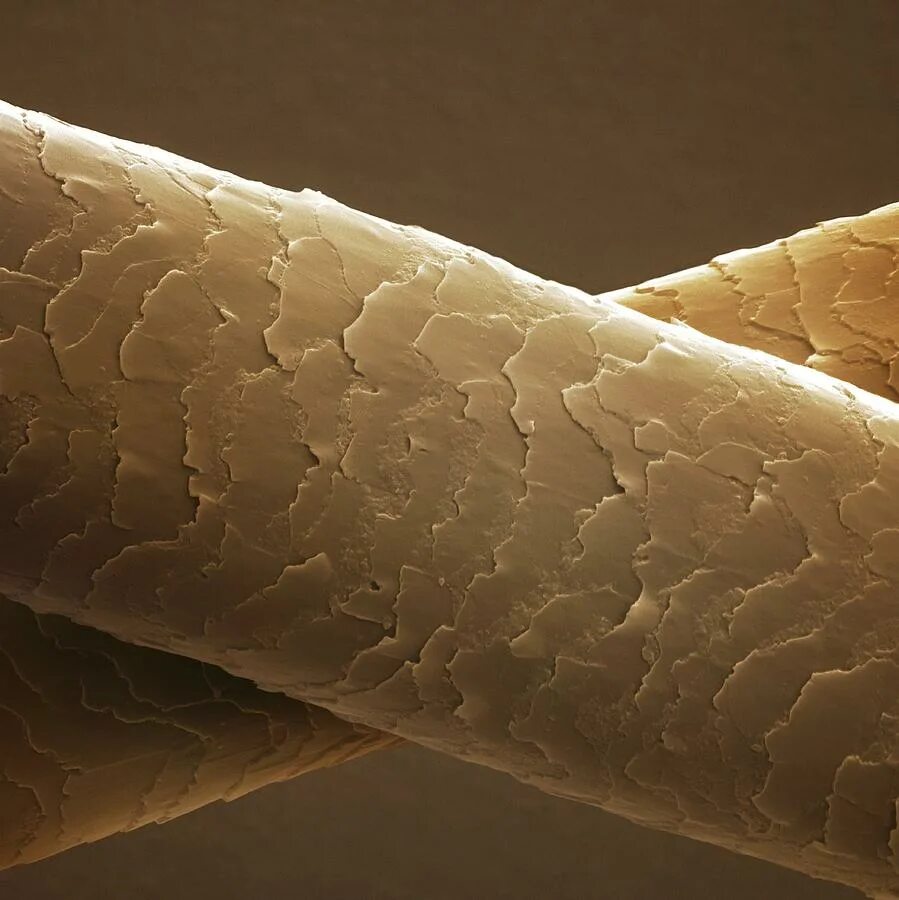 кожа для обуви. крупнозернистая кожа. кожа человека. здоровый волос под микроскопом. искусственная кожа nw astor 2504.