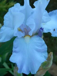 Голубые ирисы: Магия небесных оттенков Сладости и подарки iberia-restaurant.ru