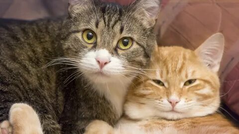 Cats кот видео