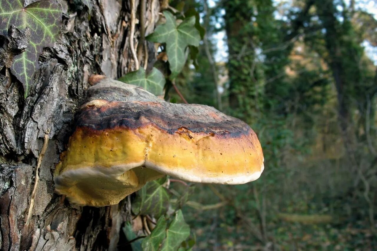 Класс трутовики. Fomitopsis pinicola - трутовик Сосновый. Трутовик окаймлённый. Гриб трутовик окаймленный. Трутовик ложный окаймленный.