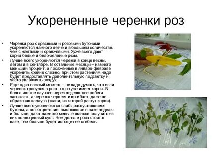 Сроки укоренения черенков