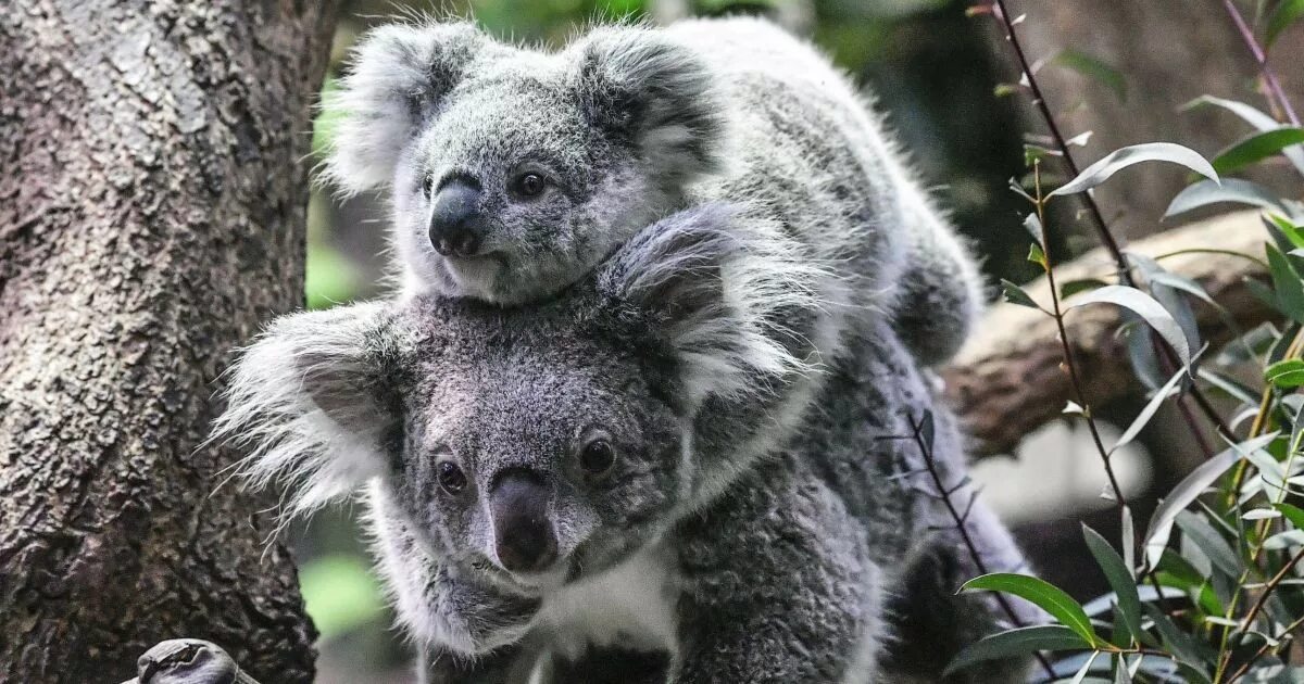 День коалы. Коала. Коала исчезающее животное. Эвкалиптовый медведь. Коала на эвкалипте.