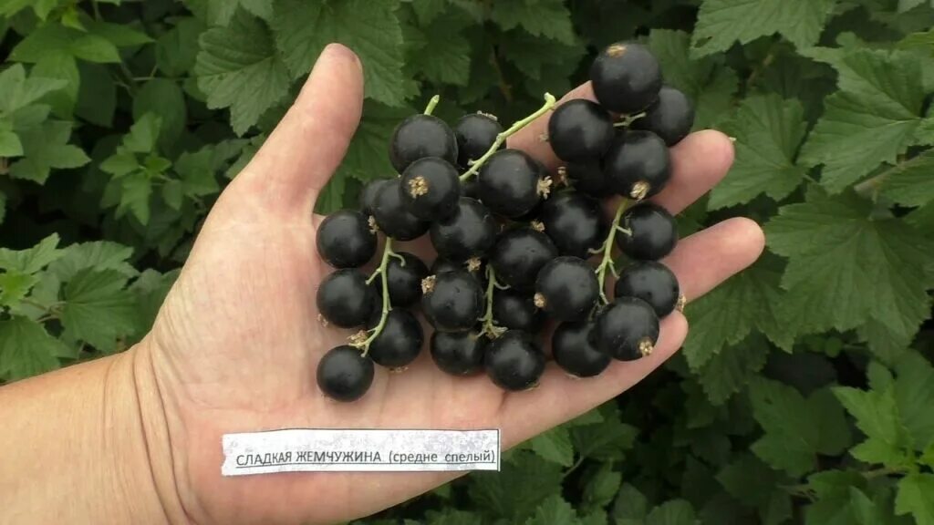 Смородина сорт гулливер. Смородина нюрсинка. Смородина сладкий сорт. Белорусская сладкая черная смородина черная. Белорусская сладкая черная смородина черная.