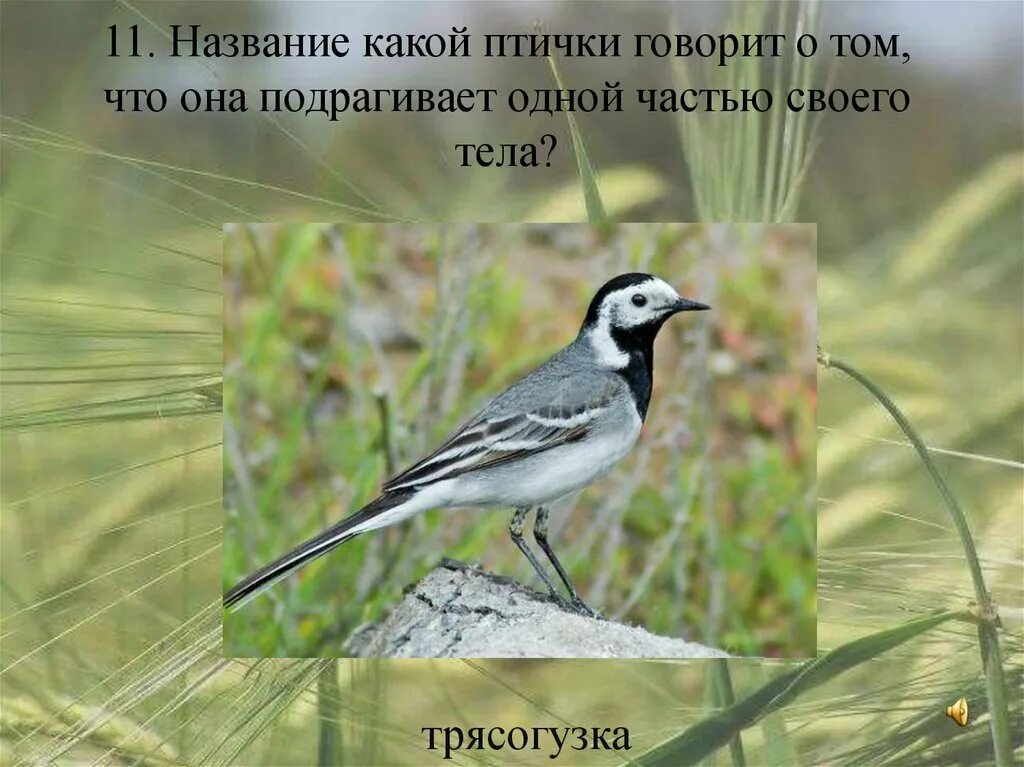 Какую птицу называют