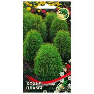 Кохия семена