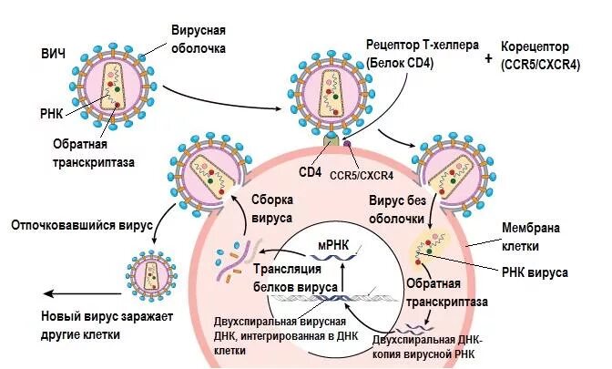 Развитие вич инфекции. Жизненный цикл вируса ВИЧ схема. Цикл развития ВИЧ схема. Этапы жизненного цикла вируса иммунодефицита человека ВИЧ. Стадии жизненного цикла вируса СПИДА:.