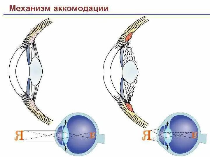 Силой аккомодации. Аккомодация механизм аккомодации спазм аккомодации. Аккомодация глаза. Механизмы аккомодации глаза. Физиологические механизмы аккомодации глаза. Аккомодация хрусталика физиология.