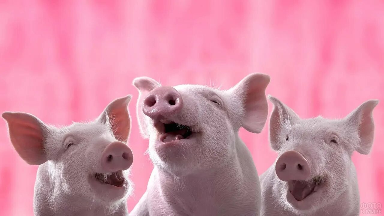 Свинка х. Свиньи. Свинья смеется. Свинья ржет. Фото свиньи.