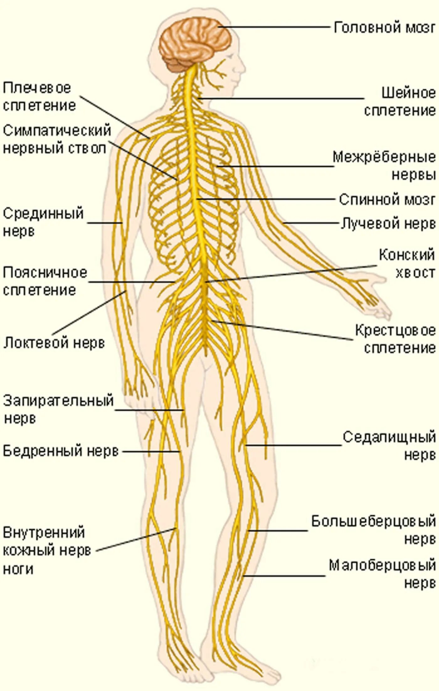 Строение нервной системы человека схема. Строение нервных окончаний человека. Система нервов человека анатомия. Нервная система человека схема с описанием анатомия. Название органа периферической нервной системы человека