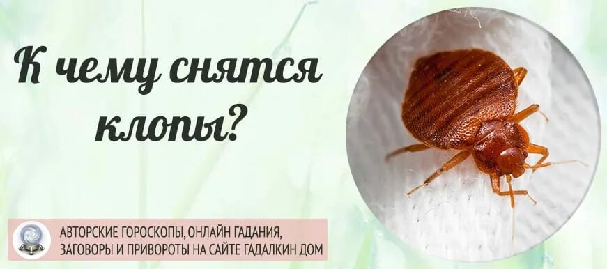 К чему снятся клопы женщине много живые. К чему снятся клопы во сне. К чему снятся клопы большие. Сонник-толкование снов к чему снится клопы.