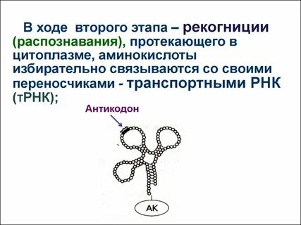 Трнк цитоплазмы