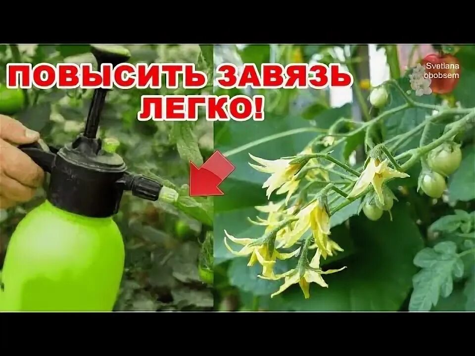 Обработка бором томатов и огурцов для завязи. Обработка бором томатов и огурцов для завязи