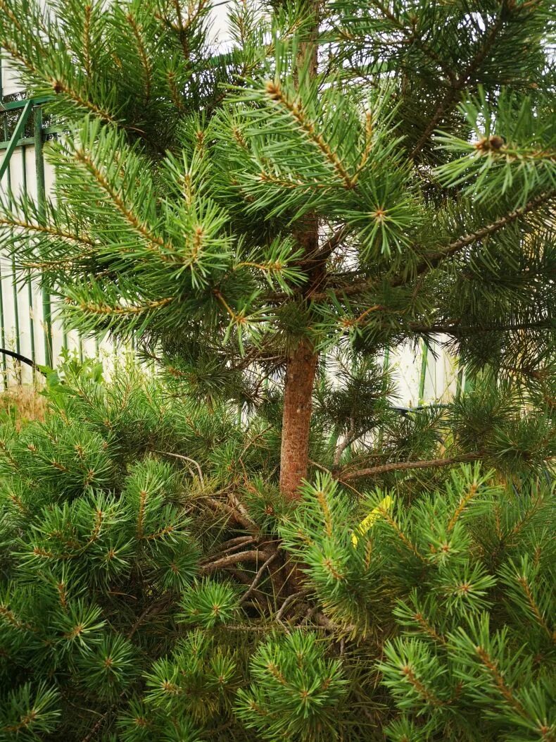 Хвойные кроны. Pinus Sylvestris. Pinus Sylvestris Aurea. Крона сосны. Крона сосны обыкновенной.