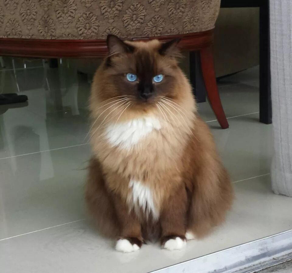 Дол кошка. Рэгдолл миттед. Рэгдолл Red mitted. Ред Голд кошка. Порода ред дол.