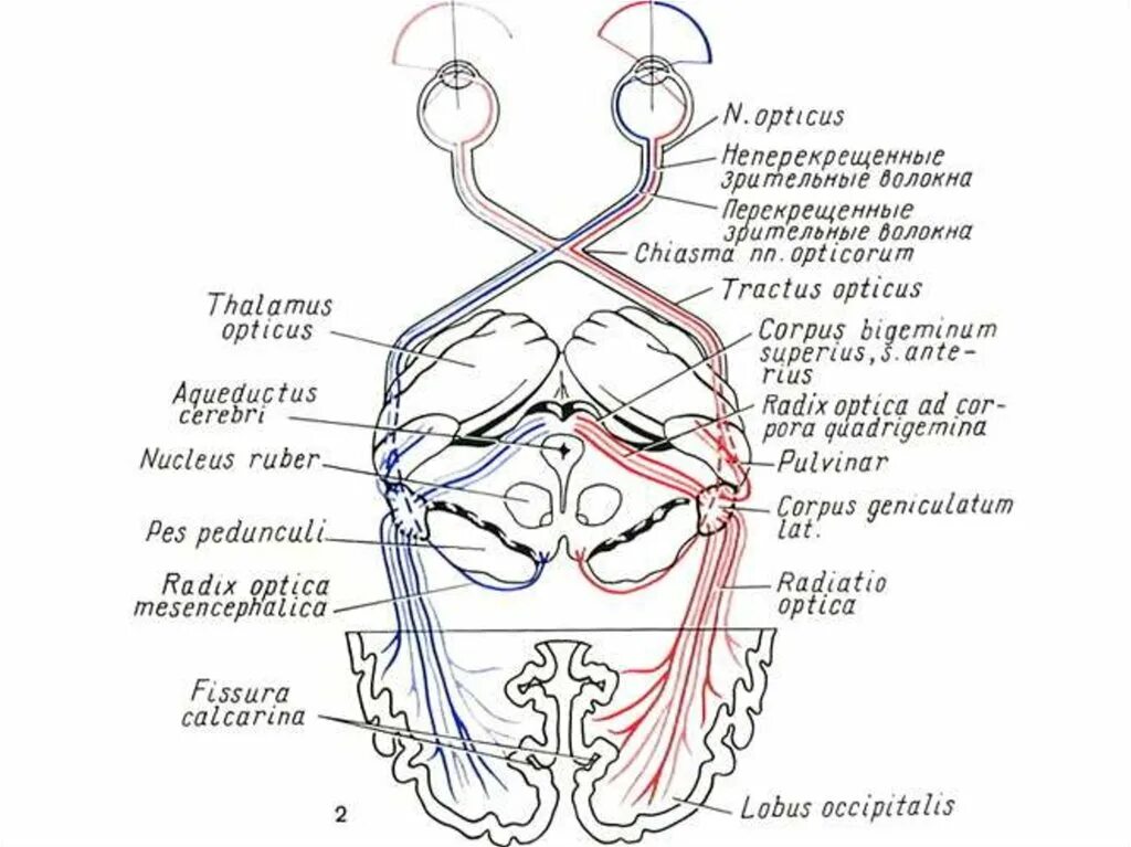 Пути черепных нервов. Зрительный нерв (II пара, 2 пара, вторая пара черепных нервов), n. Opticus. 2 Пара черепных нервов путь. 2 Пара зрительный нерв схема. II пара черепных нервов – n. Opticus – зрительный нерв.
