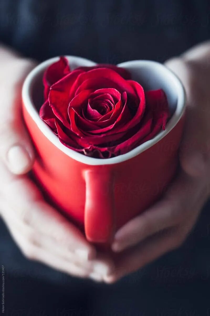 Красивые цветы в чашке. Доброе утро розы. Цветы в кружке. Розы в чашке. Rose cup