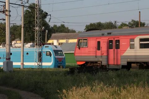 Павелец тульский