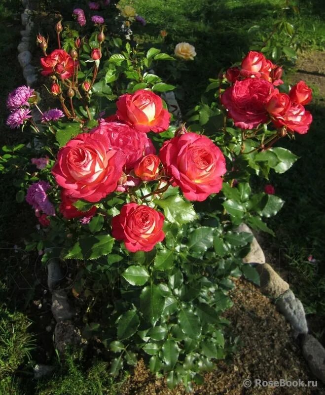 роза мидсаммер шраб. флорибунда мидсаммер фото. мидсаммер роза чайно гибридная. роза анимо флорибунда. роза флорибунда (rosa midsummer.