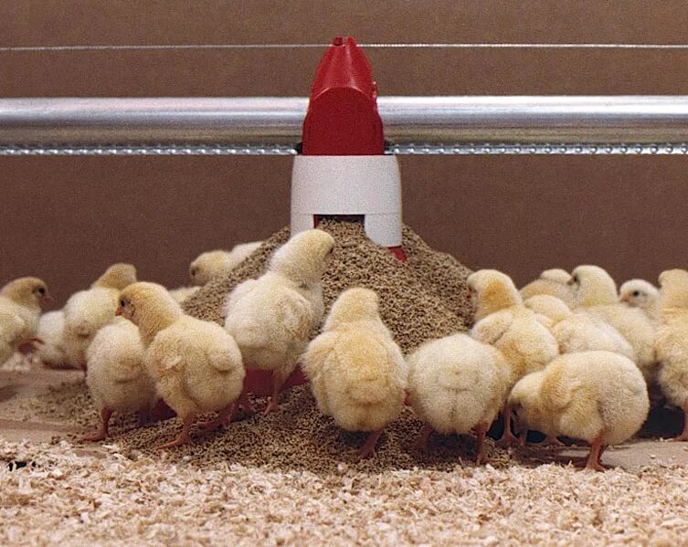 Корм для цыплят старт. Комбикорм для бройлеров старт. Комбикорм для бройлерных цыплят. Старт для цыплят бройлеров. Комбикорм старт для цыплят.