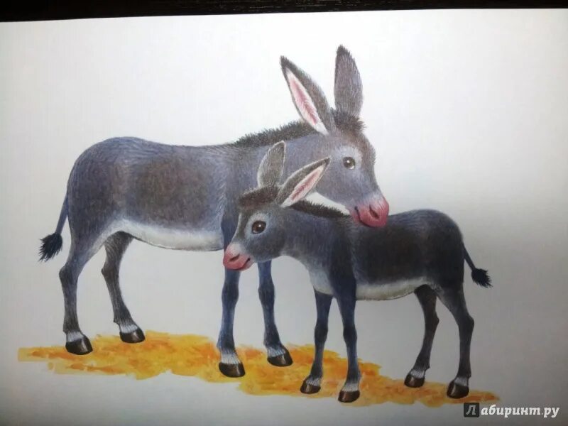Фгос животным