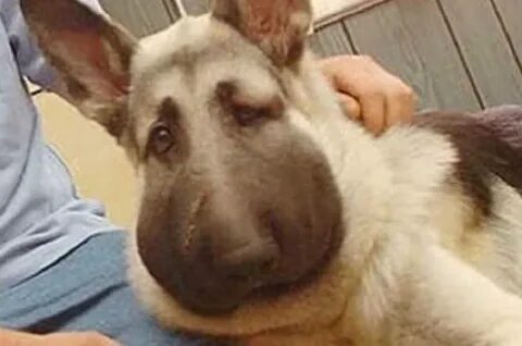 Собаку укусила оса