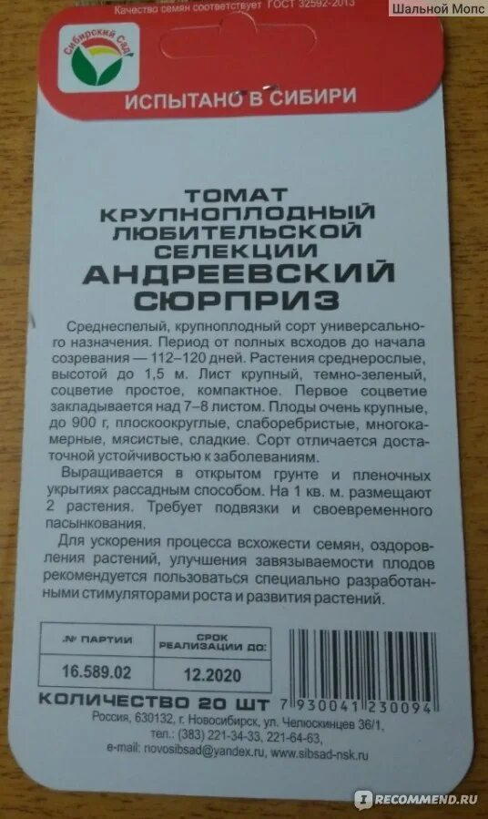 Томат Андреевский сюрприз характеристика. Помидоры Андреевский сюрприз. Андреевский сюрприз Сибирский сад. Томат Андреевский сюрприз характеристика и описание. Андреевский сюрприз описание сорта