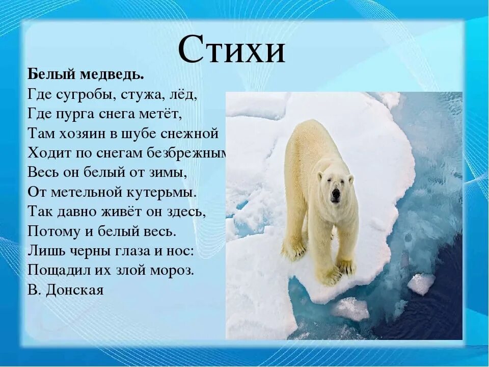 Текст белый медведь 4 класс. Стихотворение про белого медведя. Стих про белого медведя для детей. Стих про медведя. Стих про белого мишку.