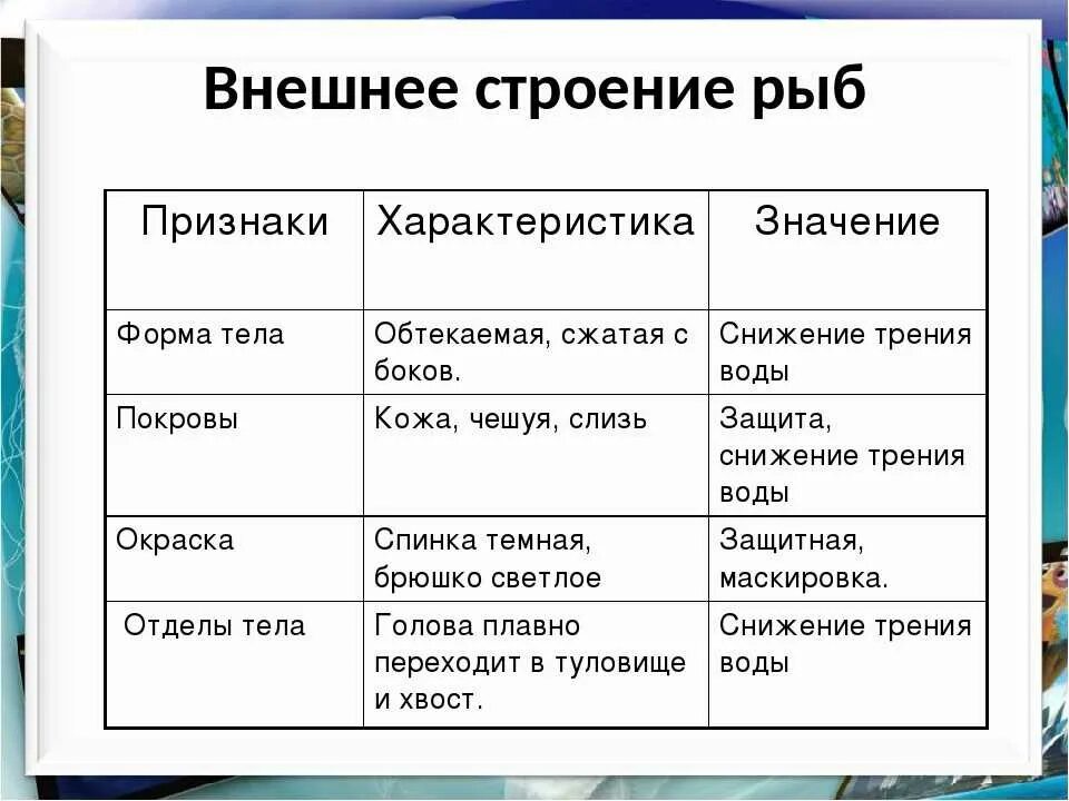 Строение рыбы 7 класс таблица. Внешнее строение рыб характеристика. Внешнее строение рыбы форма тела особенности строения. Таблица «внутреннее строение рыб» особенности строения. Таблица внешнее строение рыб форма тела покровы тела.