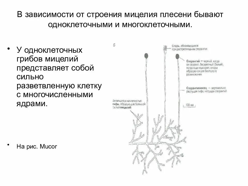 Что представляет собой мицелий. Строение многоклеточных грибов. строение мицелия. мицелий одноклеточных грибов. одноклеточный и многоклеточный мицелий.