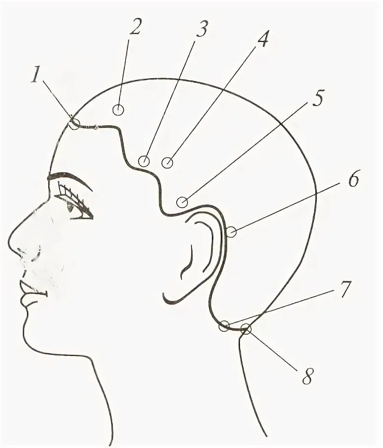 Линия макушки. Затылочная зона головы. Схема головы для парикмахеров. Вертикальный пробор головы для парикмахеров схема. Вихор на макушке.