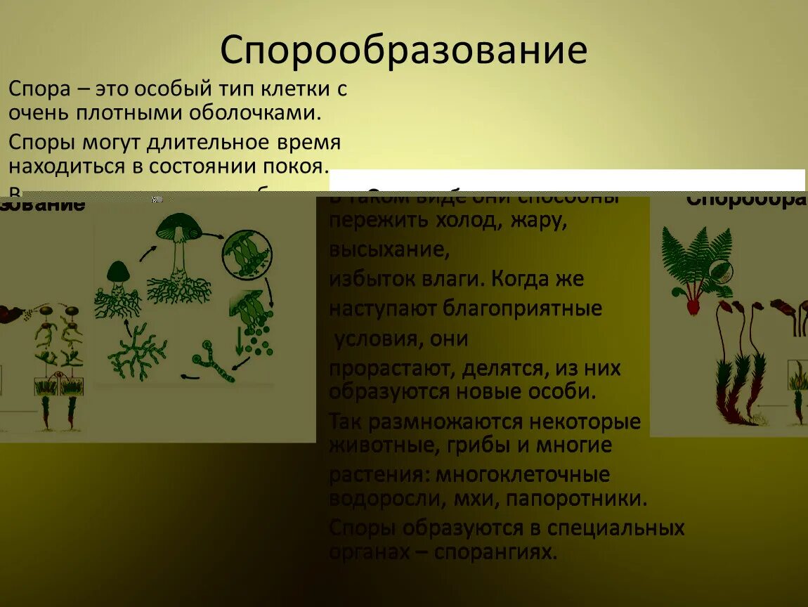 Спорообразование и вегетативное размножение. Спорообразование у растений. Спорообразование это в биологии. Схема спорообразования у растений. Спора это в биологии.