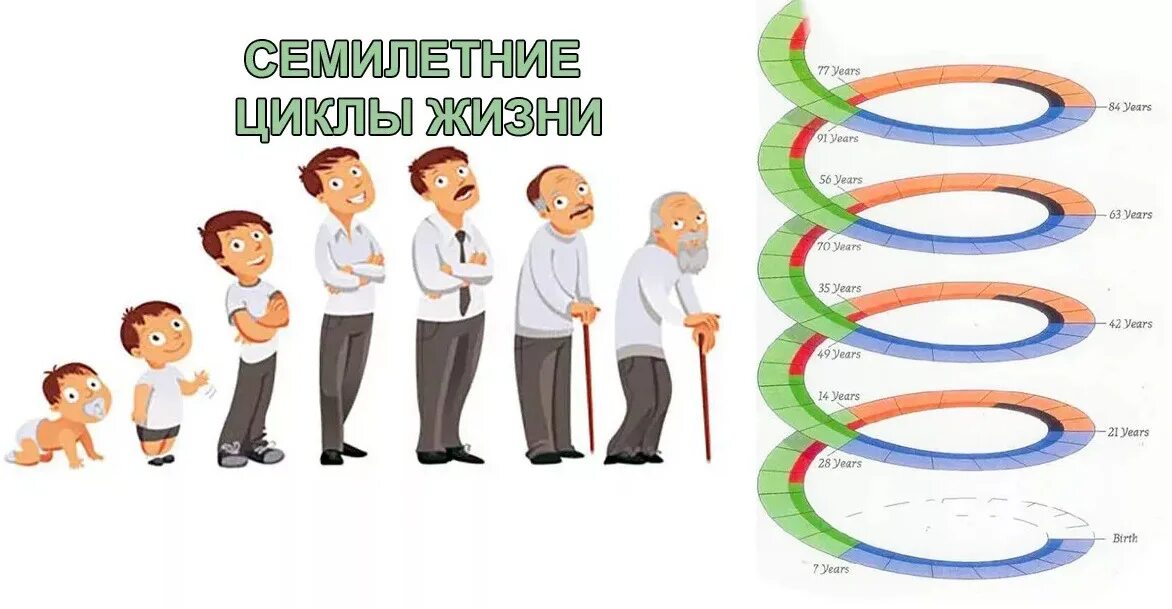 Что есть возраст человека. Циклы развития человека 7 лет. Семилетние циклы в жизни. Жизненный цикл человека. Цикличность жизни.