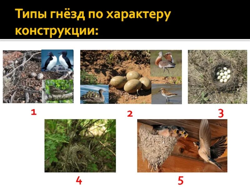 Тип гнезда. Типы гнезд. виды гнезд птиц. типы гнездования. различие тип гнезд.